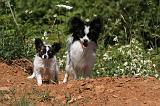 EPAGNEUL PAPILLON 143
